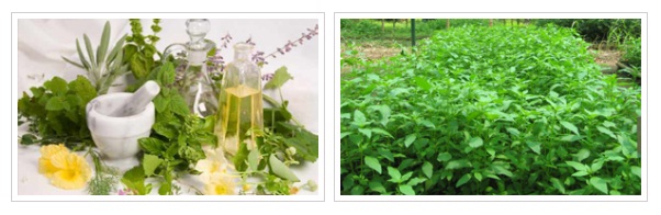 Herbal Medicine
