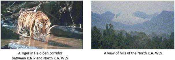 North KarbiAnglong Wildlife mammals