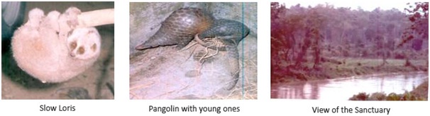 Reptiles_of_Marat Longri